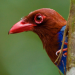 Wildes Sri Lanka