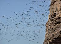 Wildes Lateinamerika