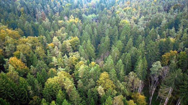 Bild 1 von 16: Die geheimnisvolle Welt der Bäume