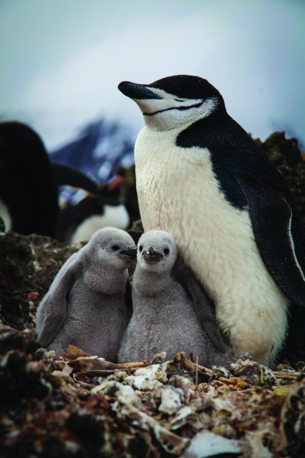 Bild 1 von 15: Die entlegene Zavodovski Island im Südpolarmeer ist im Januar voller Kehlstreifpinguin-Küken. Die Wärme des Vulkans lässt den Schnee schon zu Beginn des Jahres schmelzen, und die Pinguine können früher Eier legen.