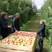 Der wahre Preis für den perfekten Apfel