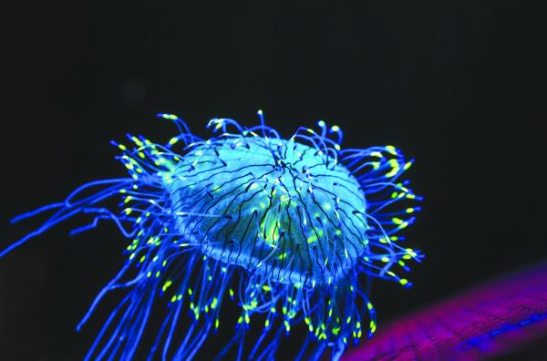 Bild 1 von 3: In den meisten Fällen ist Fluoreszenz für das menschliche Auge unsichtbar. Doch dank entsprechender Technik zeigt sich, dass bestimmte Lebewesen leuchten, sobald sie blauer oder ultravioletter Strahlung ausgesetzt sind.