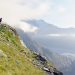Wilde Schweiz
