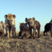 Serengeti
