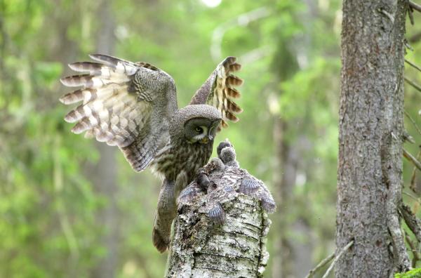 Bild 1 von 3: Ein Bartkauz versorgt seine Jungen mit Beute.