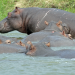 Anna und die wilden Tiere