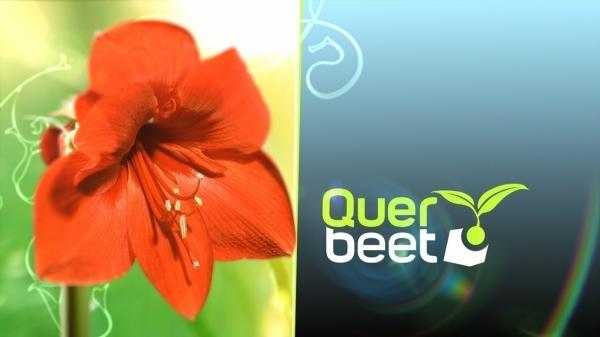 Bild 1 von 1: Logo