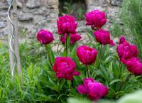 Garten & Lecker