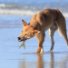Dingos - Australiens wilde Hunde