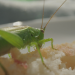 Smarte Insekten
