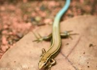 Zoo und so - Tierisch wild!