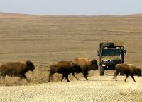 Tiere vor der Kamera