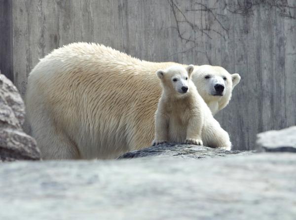 Bild 1 von 3: Wilbär und Mutter Corinna in der Wilhelma, Stuttgart.