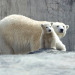 Eisbär, Affe & Co