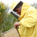 Der Retter der Bienen