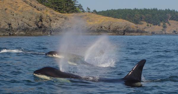 Bild 1 von 5: Orcas patrouillieren die Küsten vor dem Olympic Nationalpark.