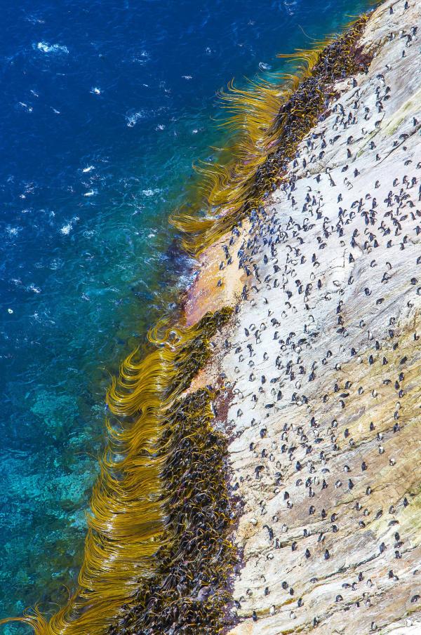 Bild 1 von 4: Die Küste von Snares Island. Um zu ihren Brutkolonien im Wald zu gelangen, müssen Snarespinguine zuerst die bis zu 130 Meter steile Küste der Insel überwinden.