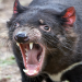 Fight Club der Tiere - Tierische Kleinkriege