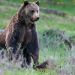Amerikas Naturwunder: Yellowstone