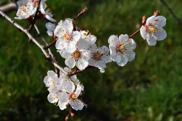 Bild 1 von 1: Marillenblüten. Die Marille kam vor rund 2000 Jahren in die Wachau, als Ursprungsländer gelten China und Armenien.
