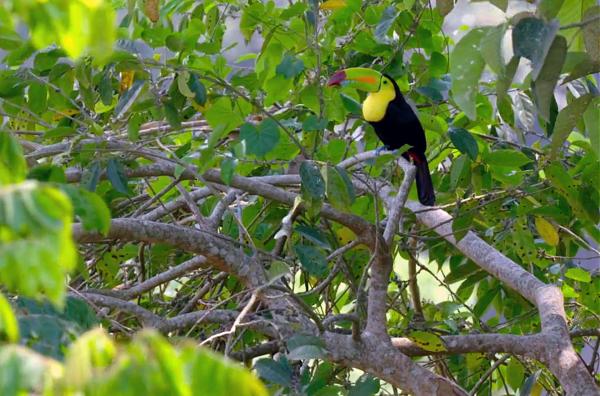 Bild 1 von 6: Tukan im Regenwald am Lago de Yojoa in Honduras