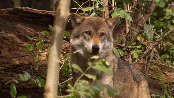 Bild 1 von 10: Im Bild: Wolf. (Alpenzoo)