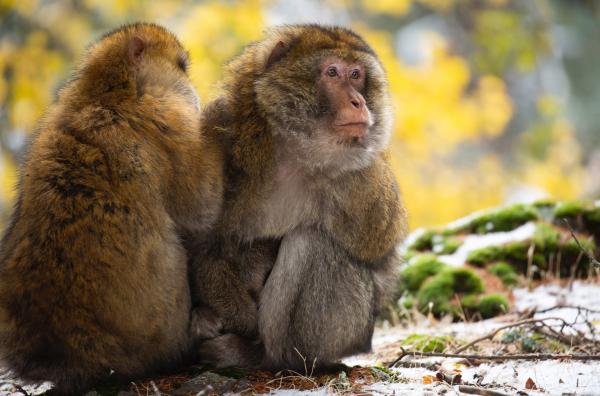 Bild 1 von 5: Ein Berberaffenweibchen bei der Fellpflege eines Männchens