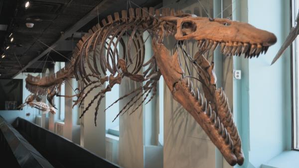 Bild 1 von 5: Die Mosasaurier lebten im Zeitalter der Dinosaurier, aber sie waren schwimmende Reptilien.