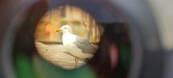 Bild 1 von 2: Großmöwe: statt Küste oder See - Berlin, Mitte.