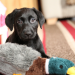 Hundebabys - Chaos auf vier Pfoten