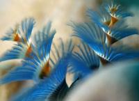 Das Korallendreieck - Ein magischer Kreislauf