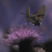 Abenteuer Wildnis
