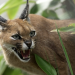 Geschichte der Tiere