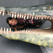 Anna und die wilden Tiere