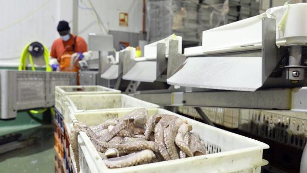 Bild 1 von 7: Industrielle Sortieranlagen machen die Oktopus-Verarbeitung zur Massenproduktion: Tausende Tiere werden hier täglich automatisch nach Größen geordnet.