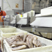 Oktopus in Gefahr - Spurensuche rund ums Mittelmeer
