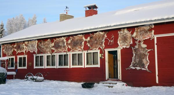 Bild 1 von 4: Rentierfarm im finnischen Lappland