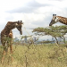 Kenia: Kein Platz für wilde Tiere