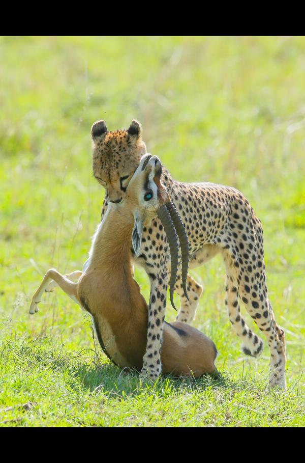 Bild 1 von 9: Geparde schleppen Beute möglichst schnell in Deckung, um nicht von Geiern entdeckt zu werden. Landende Geier sind von weitem zu erkennen und locken Hyänen und Löwen an.