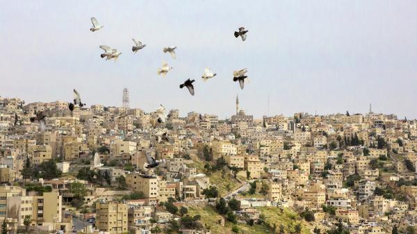 Bild 1 von 7: Tauben sind das Wahrzeichen von Amman, der Hauptstadt von Jordanien.