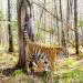 Sibirischer Tiger - Seele der russischen Wildnis