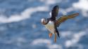 Schottlands neue Wildnis - Von den Inseln in die Lowlands