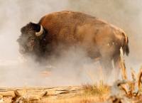 Amerikas Naturwunder: Yellowstone - Im Bann der Geysire