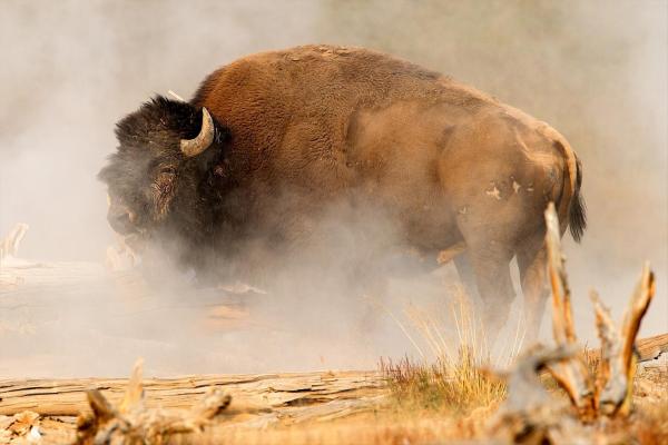 Bild 1 von 6: Im Bild: Bison im Geysir-Dampf \