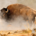 Amerikas Naturwunder: Yellowstone - Im Bann der Geysire