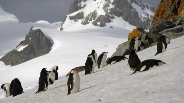Bild 1 von 4: Im Eis der Antarktis überleben nur wenige Tierarten - wie der Zügelpinguin.