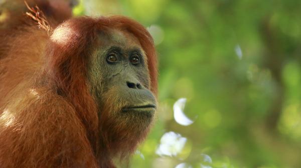 Bild 1 von 1: Orang-Utans zählen zu den bedrohten Arten. Hauptgrund ist der Verlust ihres Lebensraumes durch Palmölplantagen.