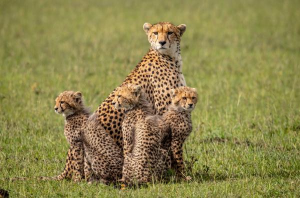 Bild 1 von 5: Mit Beginn der Regenzeit werden die Ebenen der Masai Mara grün und üppig ? sie bieten für Raubkatzen wie Geparden aber nur eingeschränkte Jagdmöglichkeiten.