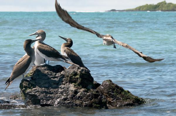 Bild 1 von 4: Vier Blaufußtölpel auf einem Felsen im Ozean
