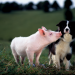 Ein Schweinchen namens Babe